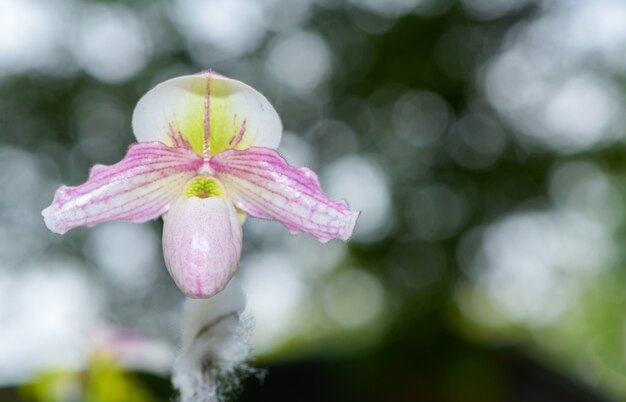 スリッパラン（Cypripedioideae Paphiopedilum）、