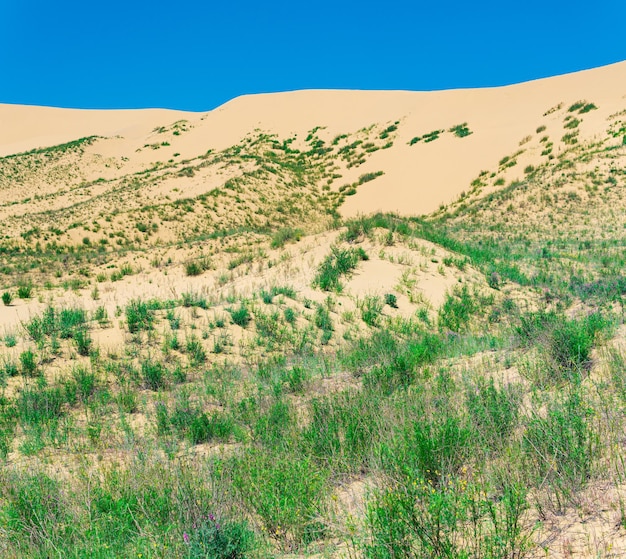 Photo slope of a sand dune with plants blooming in spring sarykum dune in dagestan