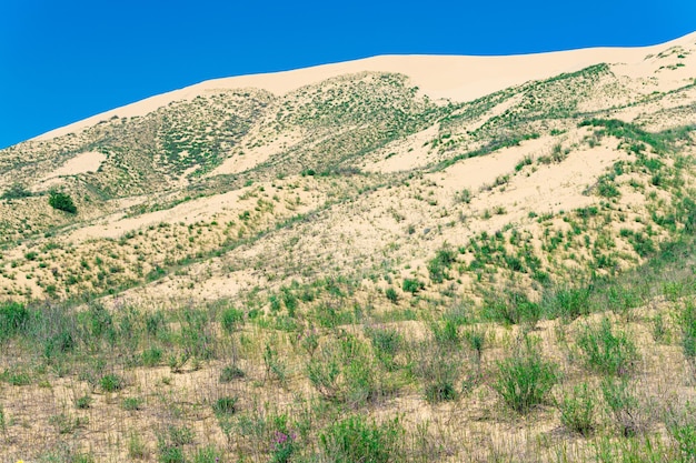 ダゲスタン共和国の春のサリクム砂丘に植物が咲く砂丘の斜面