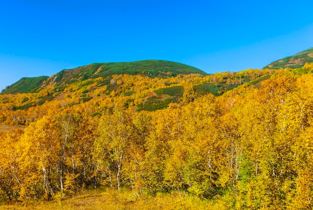 The slope of the volcano covered with pine trees.