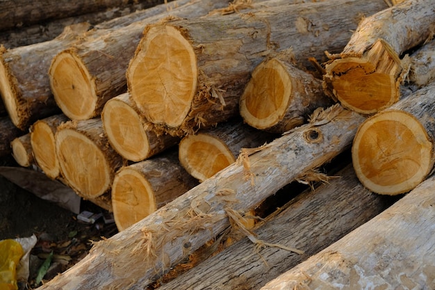 slopes of teak forests that wither during the dry season. teak trees are cut down. big log. illegal.