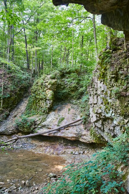 Sloping cliff walls with a fallen tree that rests near a small pool of water