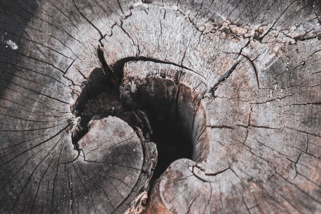 거친 질감과 균열이 있는 오래된 나무 줄기의 슬로스업