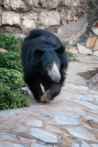 Sloth Bear Melursus ursinus