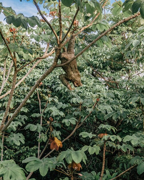 Photo sloth hanging on tree in forest