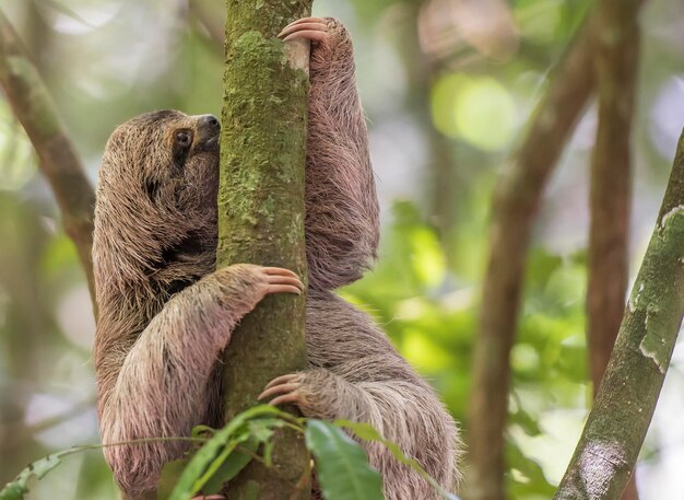 A sloth in a tree with its claws out