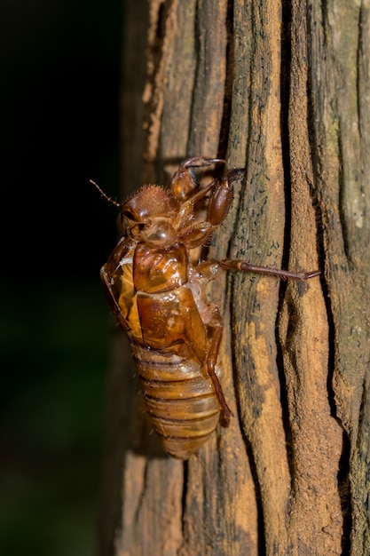 Photo slough cicada