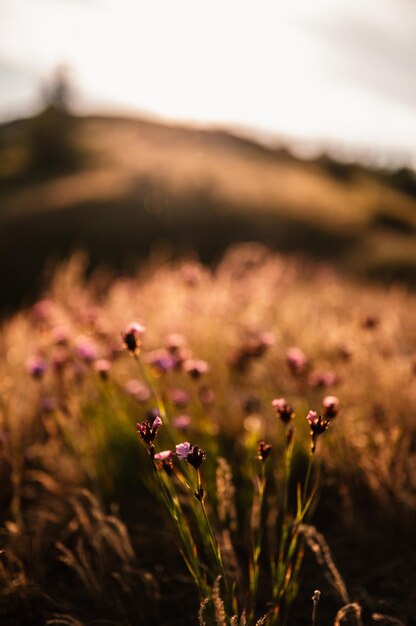 Slovakia mountains nature Traveler hiking with backpacks on Zvolen paek from donovaly saddle Big Fatra Slovakia mountains landscape Mountains flowers