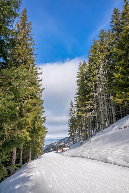 Slovakia. Winter ski resort Jasna. Sunny weather on a narrow ski slope among giant spruces