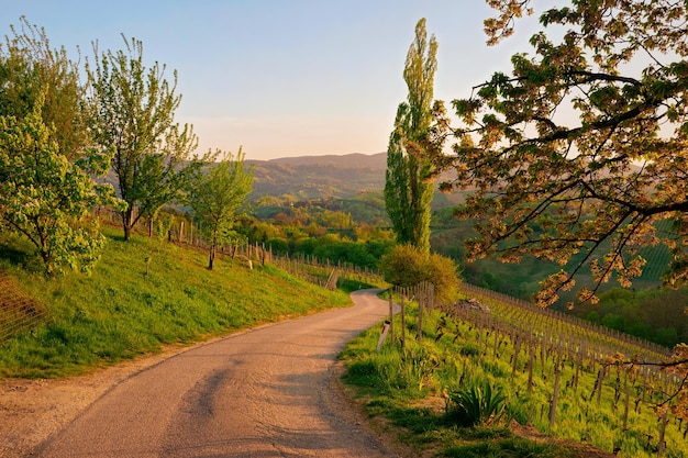 Slovenian and Austrian heart shape wine road among vineyards in Slovenia. Scenic landscape and nature near Maribor in Slovenija. Unique tourism on green hills.