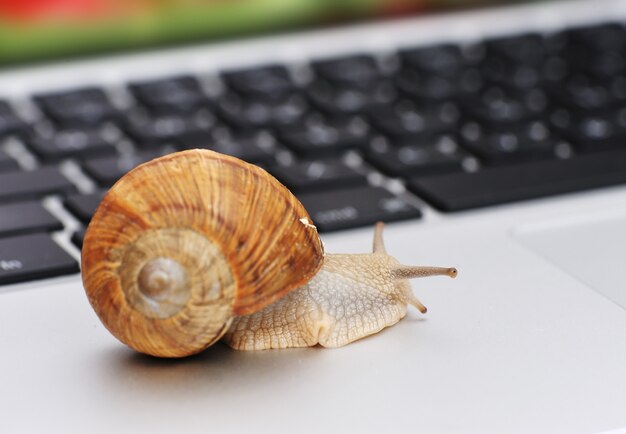 Slow connection as a snail