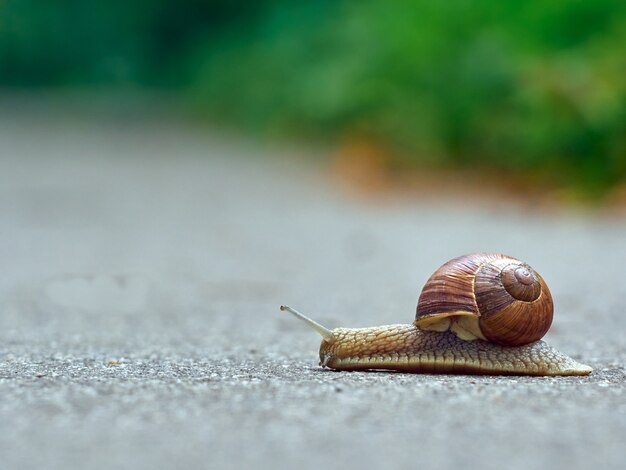 slow grape snail crawl on the asphalt in the park