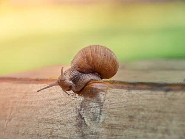 Slow grape snail crawl on the plank in the garden