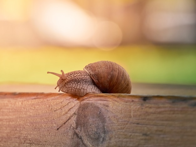 Slow grape snail crawl on the plank in the garden