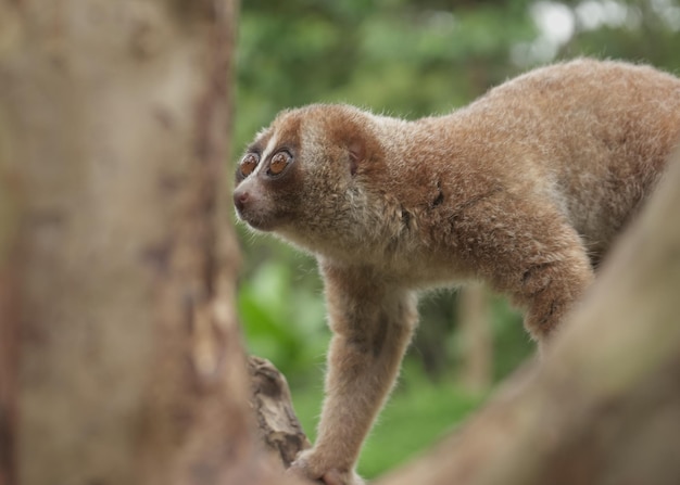 Photo slow loris with beautiful eyes