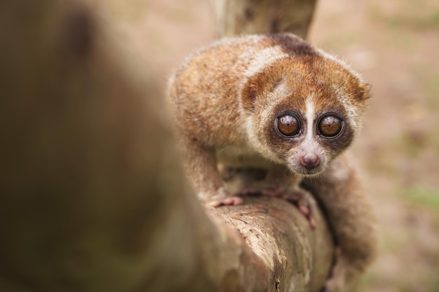 Photo slow loris with beautiful eyes