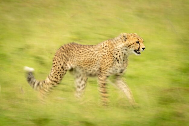 Foto un cucciolo di ghepardo che attraversa lentamente l'erba