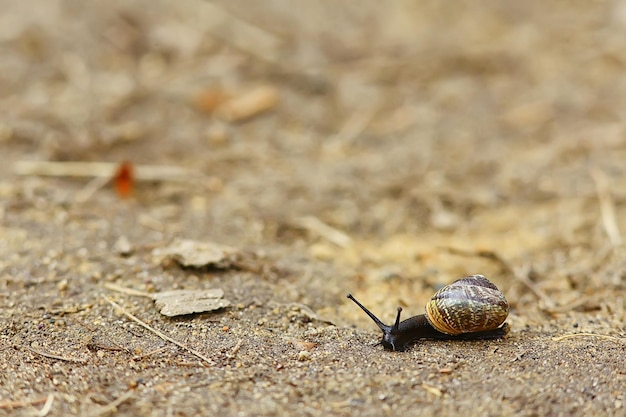 slow snail macro garden nature is small