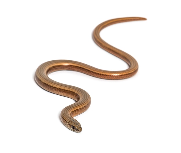 Slowworm, Anguis fragilis, geïsoleerd op wit