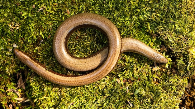 Slowworm twisted on mossed stone in sunlight from above