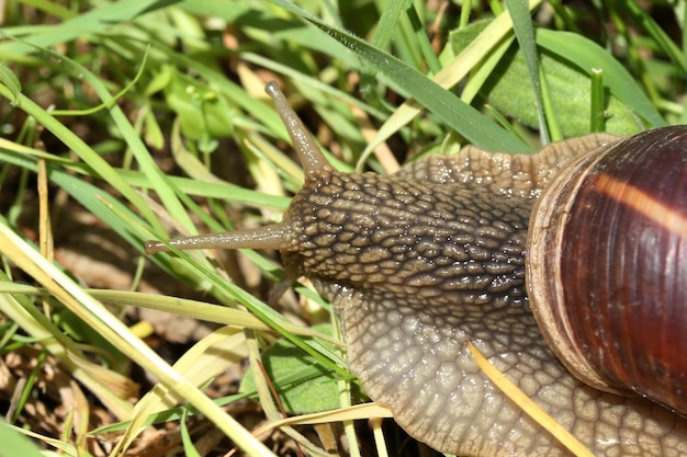 slug animal background