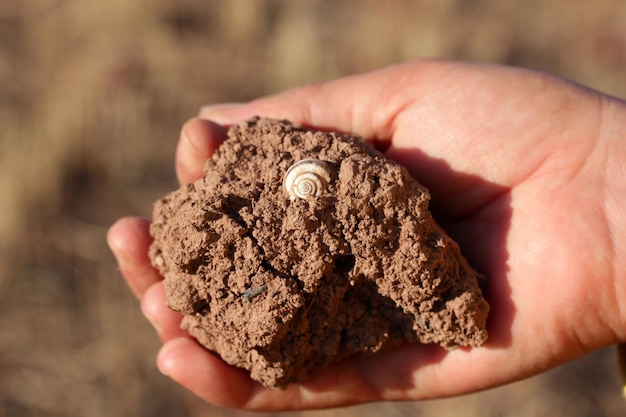 Slug bark on the soil