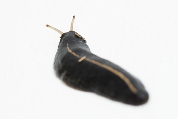 Slug or Common Slug isolated on a white background