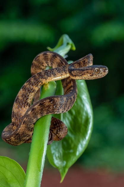 Serpente mangiatore di lumache con la sua preda