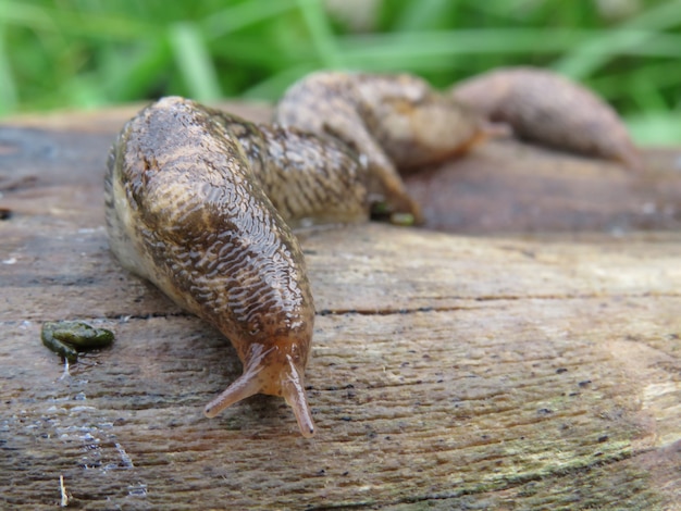 A slug in the garden