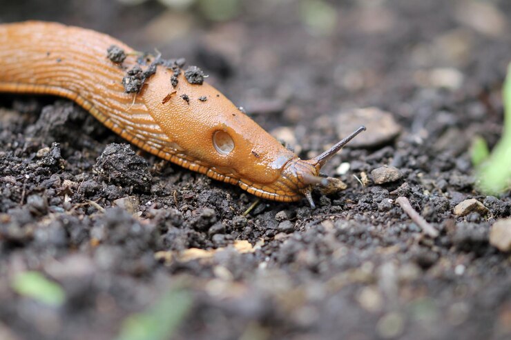 फोटो the slug is out and about in the vegetable garden