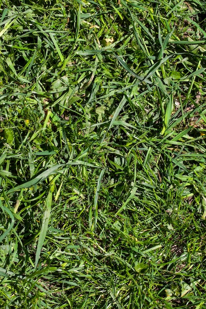 Photo sluggish and dried grass during the harvesting of hay for agriculture