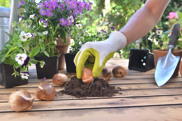 Sluit aan de kant van de tuinman die een bol van tulp in de grond op tuintafel houdt