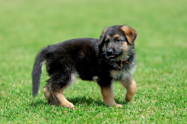 Sluit baby Duitse herder in groen zomergras