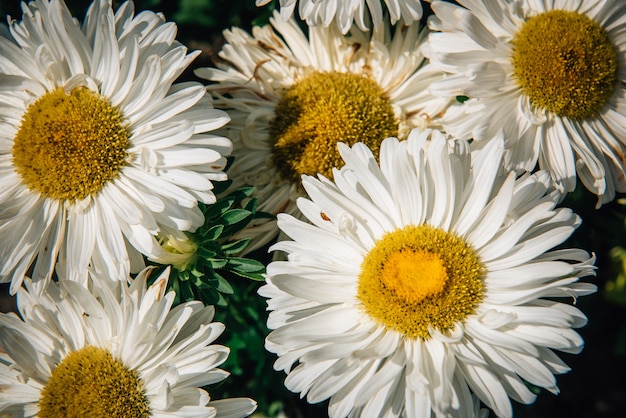 Sluit bloemen met geel centrum