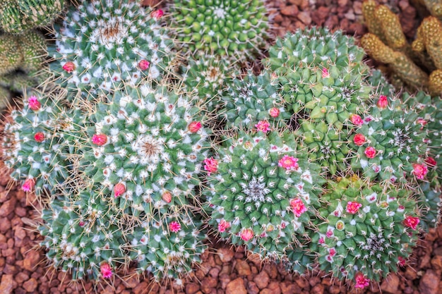 Sluit cactusinstallatie in openbare tuin bij het noorden van Thailand