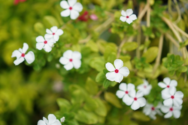 Sluit de bloem 's middags in het park of de tuin met een wazige achtergrond