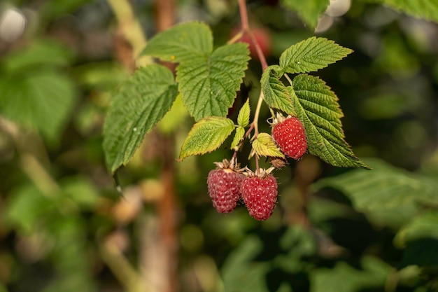 Sluit de framboos in een bosje frambozenplant in een tuin