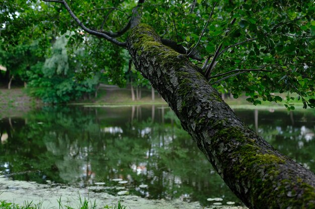 Sluit de oude schors op grote boom met tak en blad