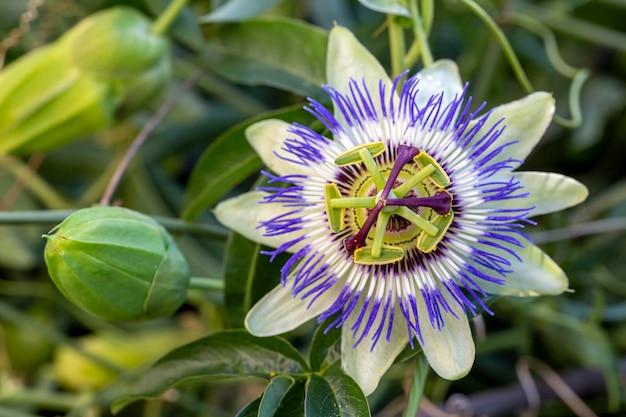 Sluit de passiflora af. Passiebloem (Passiflora caerulea) blad in tropische tuin. Mooie passievruchtbloem of Passiflora (Passifloraceae).