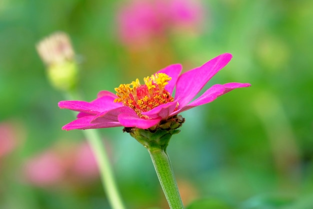 Sluit detail van tuinkosmos in roze kleur