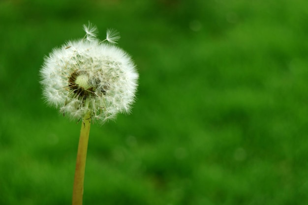 Sluit een paardebloembloemhoofd af met een paar vliegende kleine roosjes op een wazige groene weide