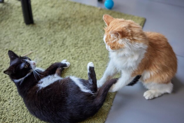 Sluit een schattige gemberkat met een stoffen kraag wanneer hij vecht met een wazig tabby kitten