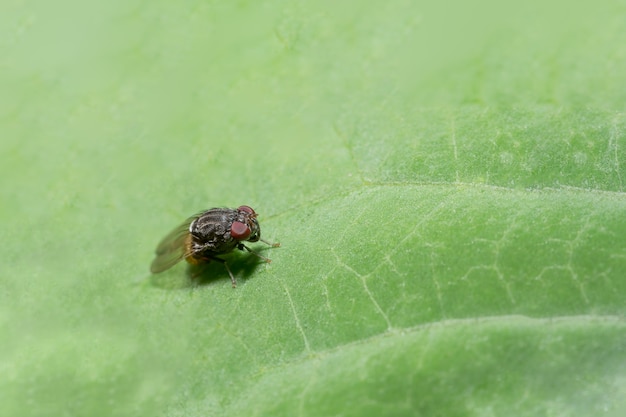 Sluit foto&#39;s van fruitvlieg omhoog