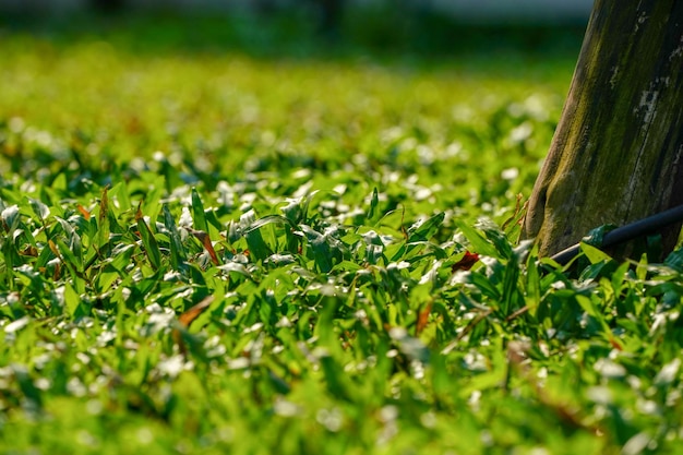 Sluit gras op de grond met zonlichteffect.