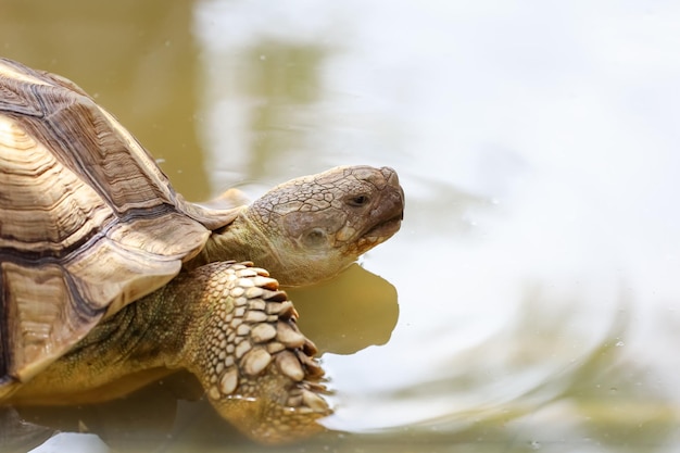 Sluit het hoofd van de grote Sulcata-schildpad in het minizwembad