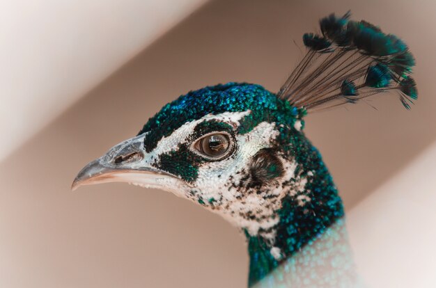 Foto sluit het hoofd van peacock. grijs. linker uitzicht