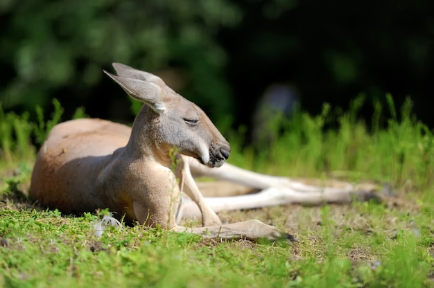 Sluit jonge kangoeroe in gras