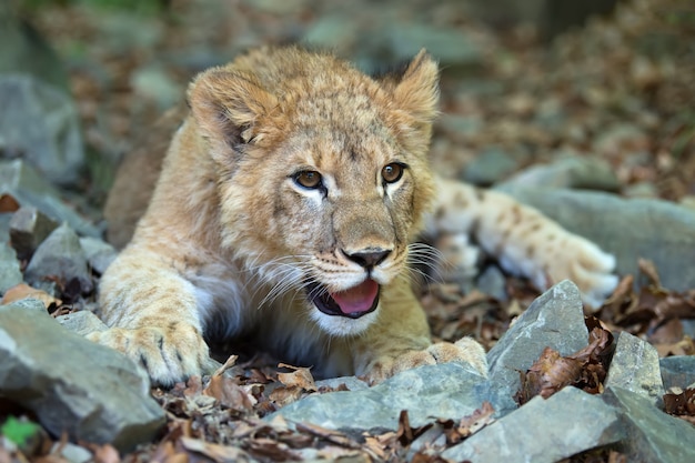 Sluit jonge leeuwenwelp in het wild