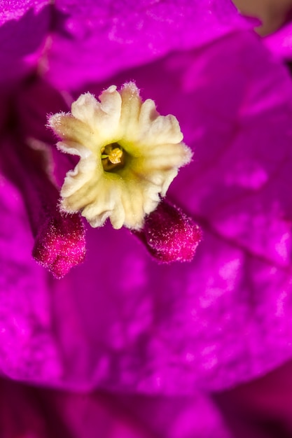 Sluit meningsmacro van een mooie purpere bougainvilleabloem die wordt geschoten.