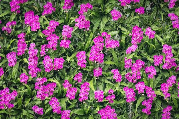 Sluit muur violette orchidee in openbare tuin bij het noorden van Thailand